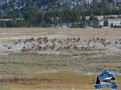 Rocky Mountain Elk Herd