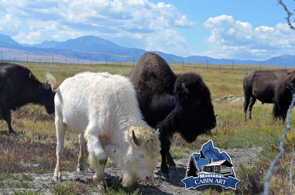 Albino and Mama Buffalo