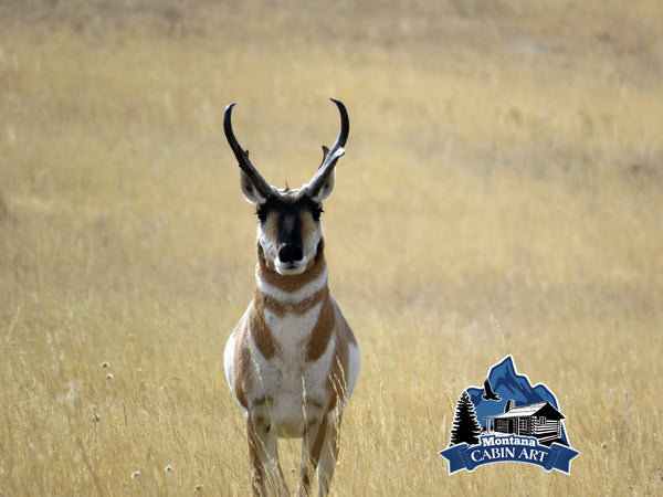 Antelope Sentinel