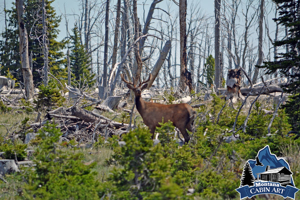 Bull Elk