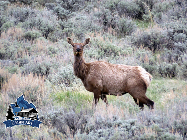 Cow Elk