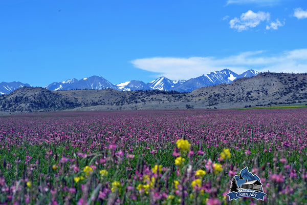 Crazy Mountain Vista