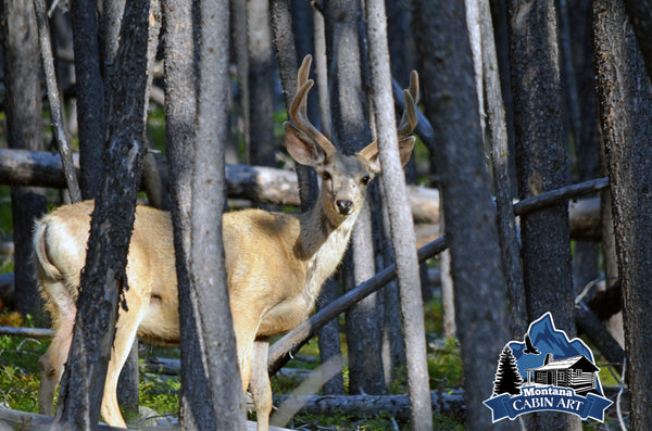 Deer in the Pines