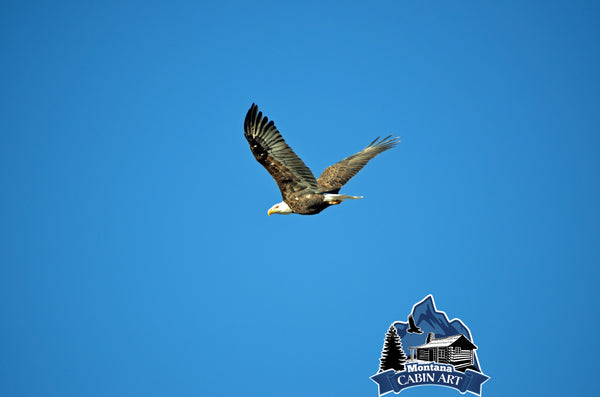 Eagle Soars