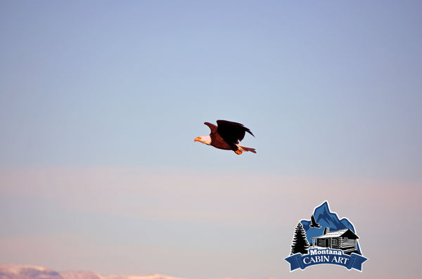 Eagle in Flight