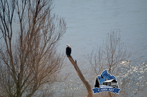 Eagle on River Watch