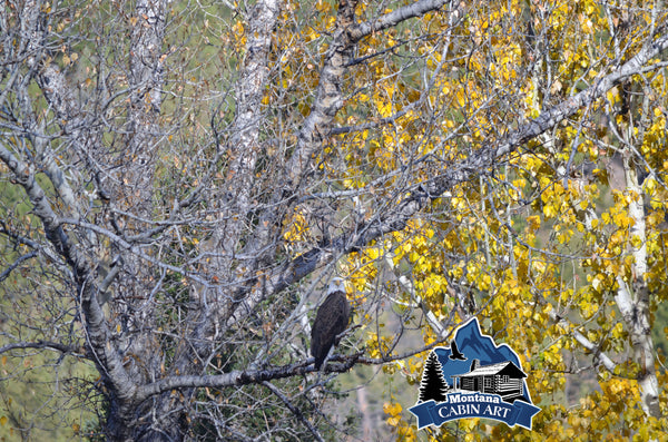 Eagle on Watch