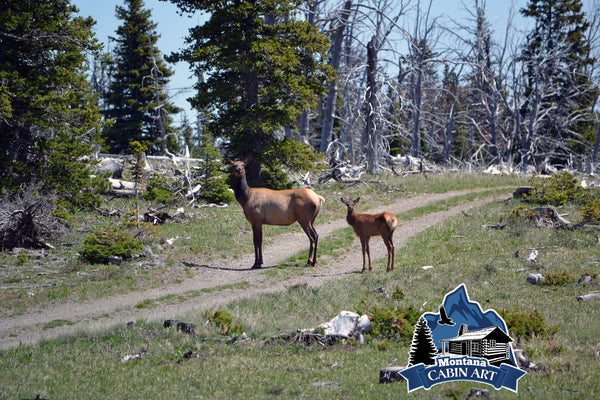 Elk Cow and Calf