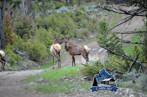 Elk in the Road