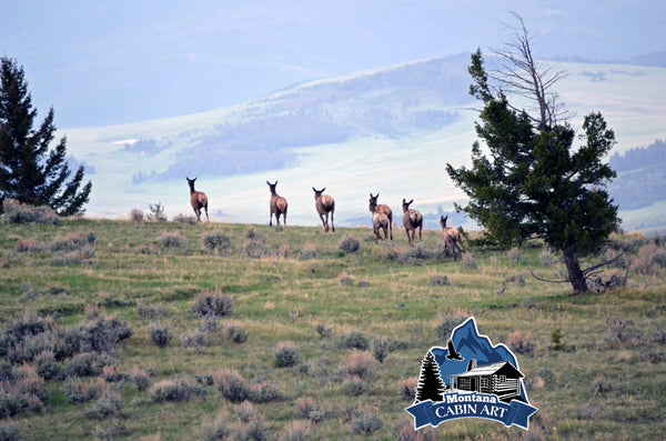 Elk on the Horizon