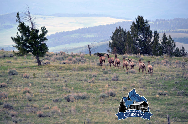 Elk on the Run