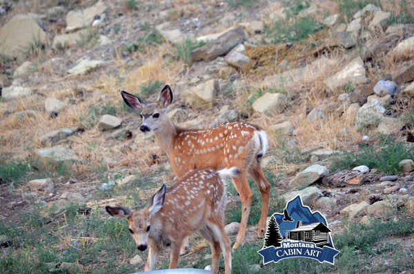 Fawn Twins
