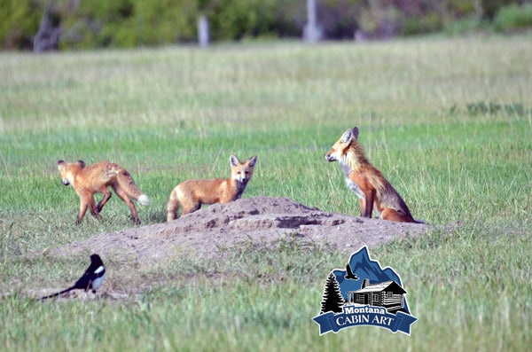 Fox Family