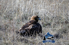Golden Eagle in the Grass
