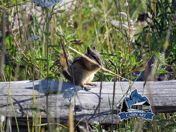 Hungry Chipmunk