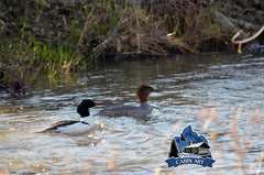 Mergansers in Spring Creek
