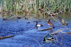 Minnesota Bluebill Ducks