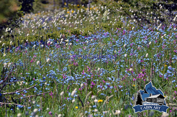 Mountain Flowers