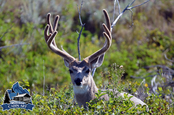 Mule Deer in Velvet