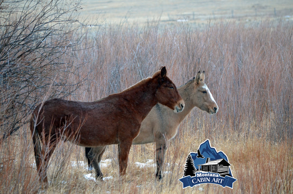 Mules in the Mist