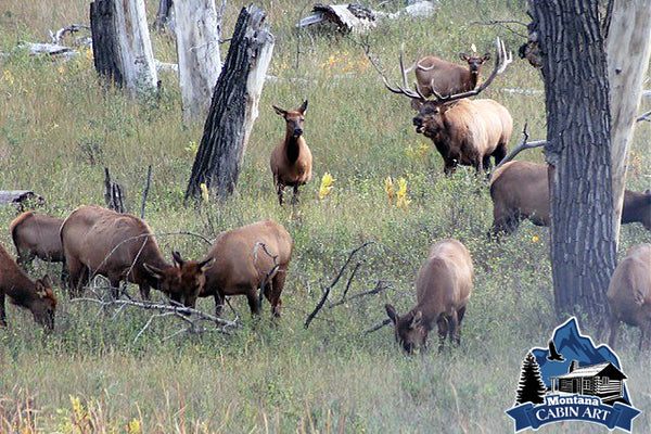 Slippery Ann Elk Herd