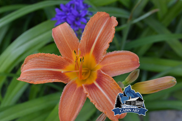 Tiger Lily