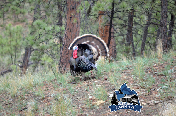 Turkey Strut