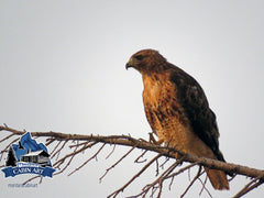 Vigilant Hawk