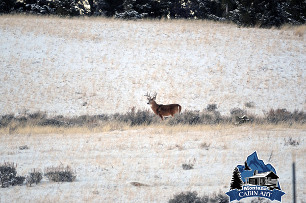 Whitetail Deer