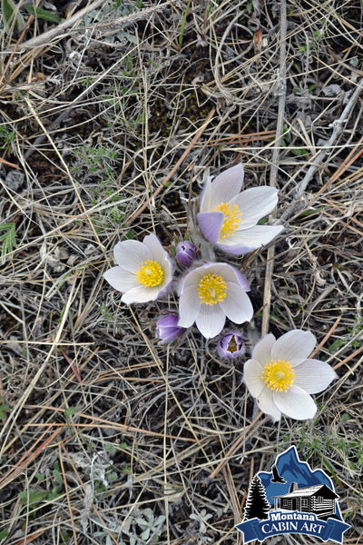 Wild Crocus